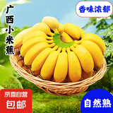 新鲜现摘香蕉小米蕉青皮发货放熟吃新鲜水果 小米蕉 8斤