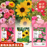 寿禾 花卉种子苗四季开花室内盆栽种植花草种籽 阳光三姐妹花种子套装