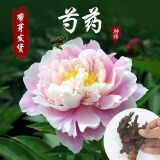 重瓣大花芍药花苗带芽根块四季花卉多年生阳台庭院芍药花户外盆栽 9春晓【5－8芽】根块8-13cm 不含盆