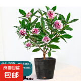 金边瑞香盆栽春节带花苞老桩茶花大苗四季浓香春冬季开花植物鲜花 5年苗-金边瑞香（原盆）