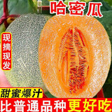 正宗脆甜西州蜜哈密瓜现摘头茬蜜瓜新鲜当季水果现摘水果 9斤【净重8.5斤】3-5个 精选装