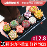 墨一多肉植物室内带盆组合小盆栽带桩大颗好养活多品种花卉绿植营养土 10颗不重复