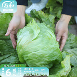寿禾 生菜种子四季播紫色夏秋蔬菜莱种紫叶家庭种寿光菜籽叶菜种籽 （结球）寿禾生菜球种子10g