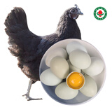 初土记 有机初生乌鸡蛋30枚礼盒2斤 宝宝蛋 月子蛋 孕妇乌鸡蛋 原产地 30枚装