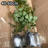 艾莎梦露玫瑰花苗切花月季绿植物四季开花朱丽叶蓝色风暴大花盆栽 洛神中苗（花期带花苞）40-60cm高 不含盆