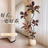 叹为观止 大型盆栽 单杆辫子发财树天堂鸟绿萝散尾葵办公室内开业乔迁礼品 花叶橡皮树1.5-1.8米【圆球盆】 含盆