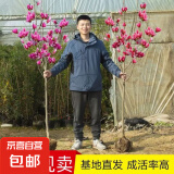 玉兰花树苗四季开花大型庭院红黄白紫玉兰树苗广玉兰花苗绿化苗木 红玉兰 2cm粗【1.2-1.3米高带土球发货】