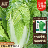北蔬 北京新三号白菜种子苗叶多秋季蔬菜种籽 北京新三号种子10g×3包