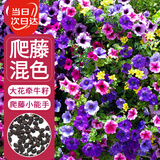 寿禾 爬藤牵牛花种子苗混色喇叭大花花籽 潍丰爬藤牵牛种子混色800粒