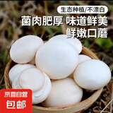 新鲜口蘑白蘑菇双孢菇蘑菇原生态食用菌菇火锅烧烤煲汤蔬菜 新鲜口蘑 250g
