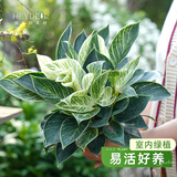 海蒂的花园旗舰店室内盆栽植物龟背竹秋海棠办公室客厅桌面观叶绿植盆栽 【蔓绿绒】铂金钻9cm盆（不含陶盆） 含盆