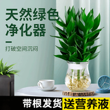 绿有意观音竹富贵竹水培植物带根花卉绿植绿萝室内盆栽转运竹子水养好养 观音竹3棵（冬瓜玻璃瓶）+营养液
