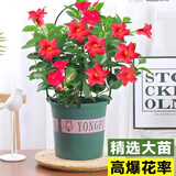 花竹恋杜鹃花四季开花盆栽花卉绿植阳台办公室红掌室内盆栽盆景大型绿植 飘香藤 含盆栽好发货高度40厘米左右