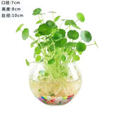【铜钱草】水培绿植物办公室桌面水养金钱草室内四季常青花卉盆栽 1套铜钱草+圆球玻璃盆