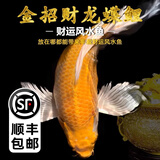 纯种台湾蝴蝶鲤鱼好养耐活淡水冷水观赏鱼金鱼锦鲤大尾大鳍活体 精品黄金蝴蝶鲤12-15公分1条【送饲料】