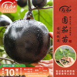 寿禾 蔬菜苗活苗带土发货大全菜苗种苗春夏各种秧苗山东寿光苗子阳台 圆茄子苗  6棵