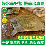 片言片鱼【活鲜】千岛湖甲鱼 清水鳖 4龄公鳖700g 1只 源头直发 包邮