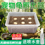 智宙爬宠种龟蛋孵化器无菌蛭石守宫蛇蛋蜥蜴孵化盒保湿透气乌龟孵化箱 S码孵化器1套 适合6个蛋