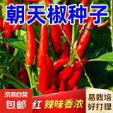 四季播种香辣朝天辣种子小米辣椒种籽超辣盆栽阳台辣椒蔬菜种孑 朝天椒种子【3包约900粒】 原厂封装