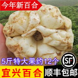 辰实宜兴新鲜百合【新货发顺丰】 食用大百合 特产微苦软糯 5斤【特大大百合约12个】