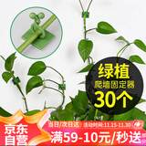 花沃里绿萝固定器中号30个 绿植免钉贴墙自粘式挂钩藤蔓植物攀爬夹子