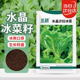 北蔬 冰菜种子种苗厚叶冰草四季蔬菜种籽 卓脆水晶沙拉冰菜种子1100粒