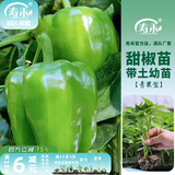寿禾 蔬菜苗活苗带土发货大全菜苗种苗春夏各种秧苗山东寿光苗子阳台 （绿甜椒）青椒苗 6棵