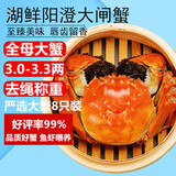 【活蟹】湖鲜阳澄大闸蟹全母3.0-3.3两8只去绳足重现货鲜活送礼螃蟹海鲜礼盒装源头直发