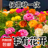 【当季新种】重瓣太阳花种子易活四季开花室外庭院花园花种籽子 重瓣太阳花种子/包约1万粒 一包
