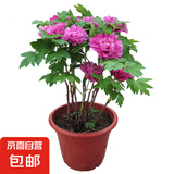 牡丹花树苗洛阳正宗对版重瓣牡丹花苗盆栽花卉绿植当年开花 中国红3-5分支【当年开花】