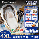 贝司令（BEISILING）【鲜活】乳山生态生蚝牡蛎贝类烧烤源头直发4XL净重4斤 8-11只装