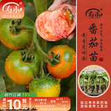 寿禾 蔬菜苗活苗带土发货大全菜苗种苗春夏各种秧苗山东寿光苗子阳台 草莓番茄苗 6棵