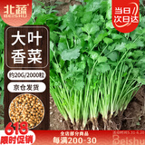 北蔬 香菜种子苗大叶芫荽种子春季蔬菜种籽 大叶香菜种子20g约2000粒