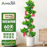 爱优尚金钱榕盆栽客厅室内大型绿植办公室盆景摇钱串子乔迁开业源头直发