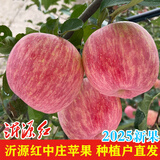 山东沂源红富士正宗中庄苹果整箱脆甜多汁新鲜水果当季现摘烟台 【5.2斤】80-85mm商超大果8-10个