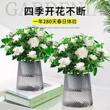 【大盆栀子花带花苞发货】栀子花盆栽室内绿植四季开花水培除甲醛 【热卖2盆】栀子花高15-20cm+灰色轻奢盆