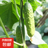 蔬菜种子大全黄瓜菠菜小白菜花卉四季蔬菜简单种植菜园阳台种植 唐山秋瓜种子30粒