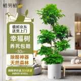 植男植女幸福树造型绿宝盆栽绿色植物客厅室内大型绿植办公室乔迁源头直发