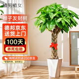 植男植女辫子发财树大型盆栽客厅室内真绿植办公室开业招财菱形盆源头直发