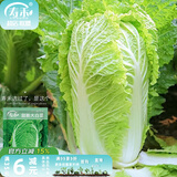 寿禾 大白菜种子大全秋季籽娃娃菜山东蔬菜四季播天津青麻叶菜籽 甜脆大白菜种子5g