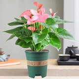 花竹恋杜鹃花四季开花盆栽花卉绿植阳台办公室红掌室内盆栽盆景大型绿植 粉掌 含盆栽好发货高度40厘米左右