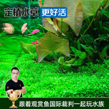 云峰海瑞水草活体懒人草鱼缸造景活体水草套餐鱼缸水草有茎类中后景真水草 【好养易活】草坪专用爬地矮珍珠网片8*8cm