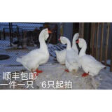 鹅活苗幼苗小鹅仔三花鹅四季鹅产蛋鹅皖西大白鹅杂交鹅活体 狮头鹅苗/长20-25斤 请拍6只