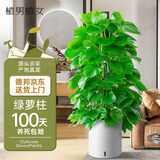 植男植女各种大绿植客厅盆栽落地真盆栽龟背竹发财天堂鸟绿萝柱源头直发