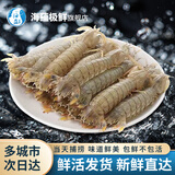 海蕴极鲜【活鲜】鲜活皮皮虾 新鲜虾爬子濑尿虾爬爬虾烧烤食材送父母长辈 1000g(净重)  （24-30只左右）