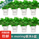 绿萝盆栽室内客厅绿植花卉 家用净化空气绿箩植物吸除甲醛吊兰 高20CM【早安吸水盆】6盆+5肥