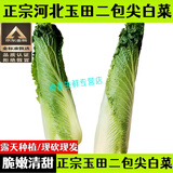 桃西村正宗河北玉田二包尖白菜新鲜御菜大白菜当季露天白菜农家种植蔬菜 2500g  普通装