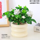绿有意 绿植花卉办公室客厅桌面盆栽摆件简约创意网红北欧绿植ins云朵盆 栀子花+甜甜圈PET树脂盆+托盘+肥料 北欧风格网红绿植