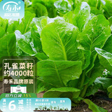 寿禾 生菜种子四季播紫色夏秋蔬菜莱种紫叶家庭种寿光菜籽叶菜种籽 孔雀菜种子约4000粒（5g）