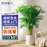 植男植女客厅绿色植物散尾葵大型绿植凤尾竹室内盆栽轻奢夏威夷竹源头直发